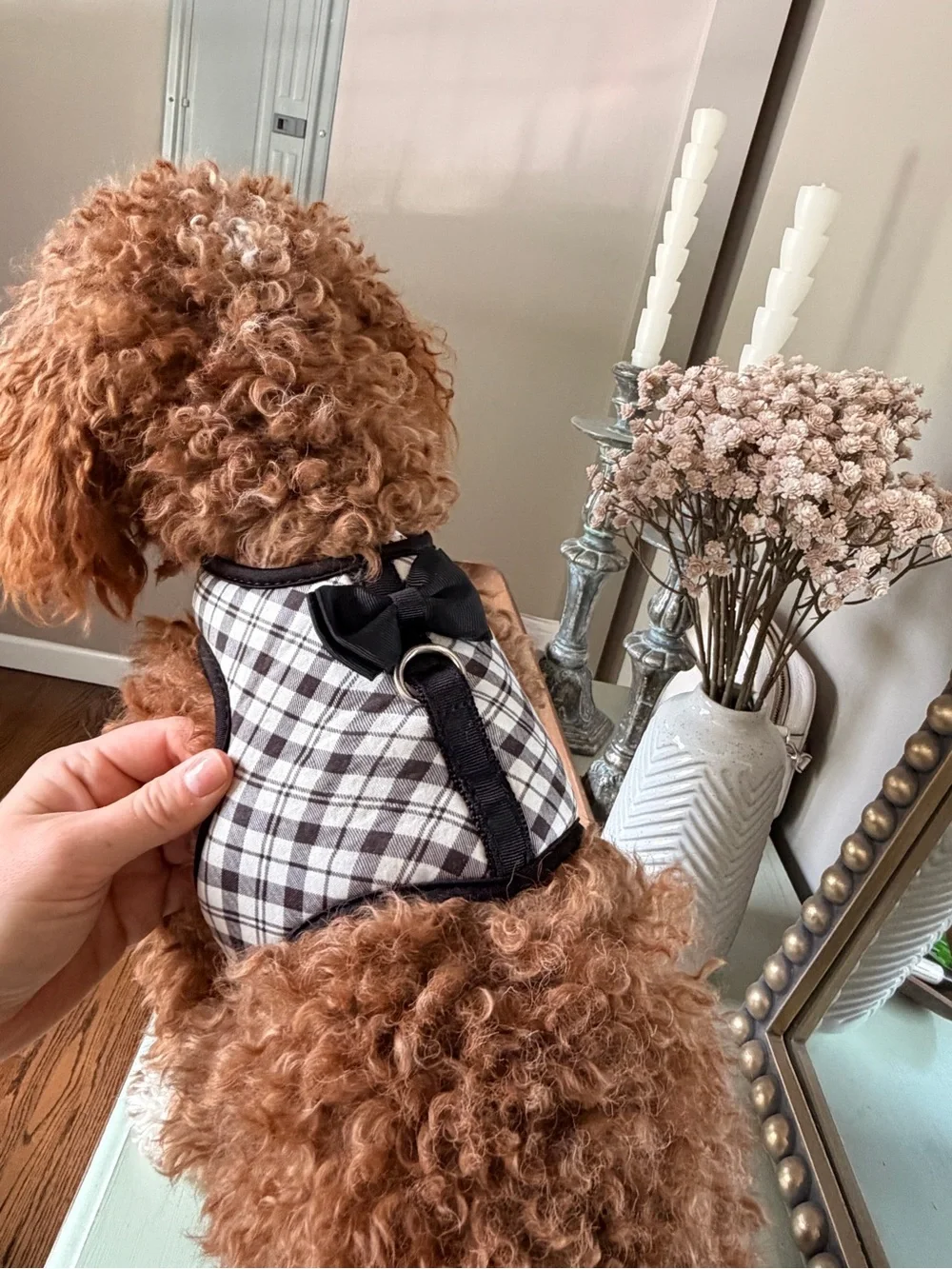 Top Paw Black Plaid Dog Collar